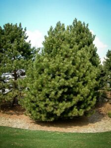 Сосна Чёрная (Pinus Nigra) купить по цене от 270.00р. в интернет-магазине «Посадика» с доставкой почтой в в Макарьеве и по всей России – [изображение №1].