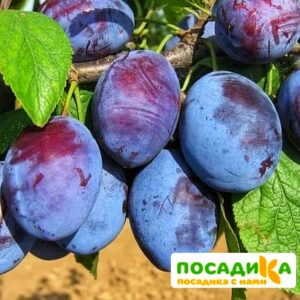 Слива Чачакская ранняя купить по цене от 229.00р. в интернет-магазине «Посадика» с доставкой почтой в в Макарьеве и по всей России – [изображение №1].