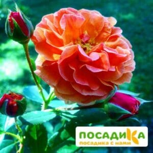 Роза Арабия купить по цене от 350.00р. в интернет-магазине «Посадика» с доставкой почтой в в Макарьеве и по всей России – [изображение №1].