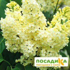 Сирень Примроуз (Primrose) купить по цене от 529.00р. в интернет-магазине «Посадика» с доставкой почтой в в Макарьеве и по всей России – [изображение №1].