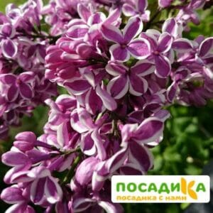 Сирень Сенсация купить по цене от 529.00р. в интернет-магазине «Посадика» с доставкой почтой в в Макарьеве и по всей России – [изображение №1].