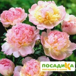 Пион Распберри Сандей (Paeonia Raspberry Sundae) купить по цене от 959р. в интернет-магазине «Посадика» с доставкой почтой в в Макарьеве и по всей России – [изображение №1].