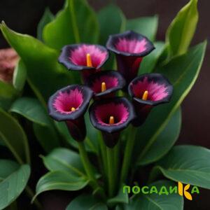 Калла Аура Лейс купить по цене от 400р. в интернет-магазине «Посадика» с доставкой почтой в в Макарьеве и по всей России – [изображение №1].