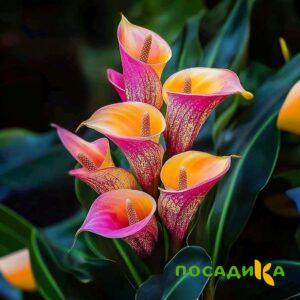 Калла Оникс купить по цене от 450р. в интернет-магазине «Посадика» с доставкой почтой в в Макарьеве и по всей России – [изображение №1].