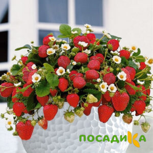 Клубника Рубиновый Шепот (горшечная) купить по цене от 240р. в интернет-магазине «Посадика» с доставкой почтой в в Макарьеве и по всей России – [изображение №1].