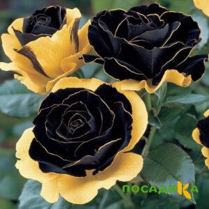 Роза Ханни Сикл купить по цене от 700р. в интернет-магазине «Посадика» с доставкой почтой в в Макарьеве и по всей России – [изображение №1].