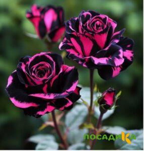 Роза Багровый Шепот купить по цене от 366р. в интернет-магазине «Посадика» с доставкой почтой в в Макарьеве и по всей России – [изображение №1].