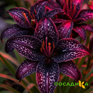 Лилейник Вояж купить по цене от 699р. в интернет-магазине «Посадика» с доставкой почтой в в Макарьеве и по всей России – [изображение №1].