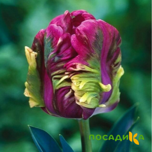 Тюльпан Экзотик Хэвен купить по цене от 186р. в интернет-магазине «Посадика» с доставкой почтой в в Макарьеве и по всей России – [изображение №1].