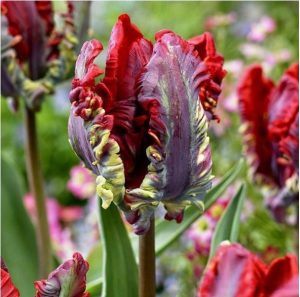 Тюльпан Рококо купить по цене от 350р. в интернет-магазине «Посадика» с доставкой почтой в в Макарьеве и по всей России – [изображение №1].