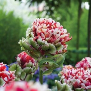 Тюльпан Дабл Флеминг Берд купить по цене от 249р. в интернет-магазине «Посадика» с доставкой почтой в в Макарьеве и по всей России – [изображение №1].