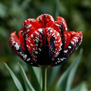 Тюльпан Вельвет Файер купить по цене от 394р. в интернет-магазине «Посадика» с доставкой почтой в в Макарьеве и по всей России – [изображение №1].