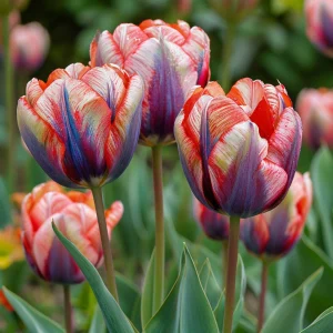 Тюльпан Эбисан Грэйс купить по цене от 217р. в интернет-магазине «Посадика» с доставкой почтой в в Макарьеве и по всей России – [изображение №1].